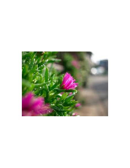 Mesem pendulin por 1,75€ la unidad en Germigarden