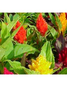 Plumero o celosia (maceta 10,5 cm ø) 2