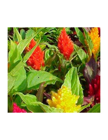 Duster ou Celosia (pot 10,5 cm ø)