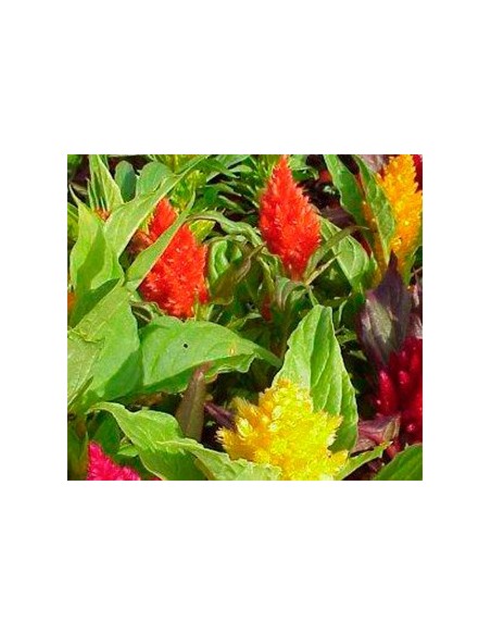 Duster ou Celosia (pot 10,5 cm ø)