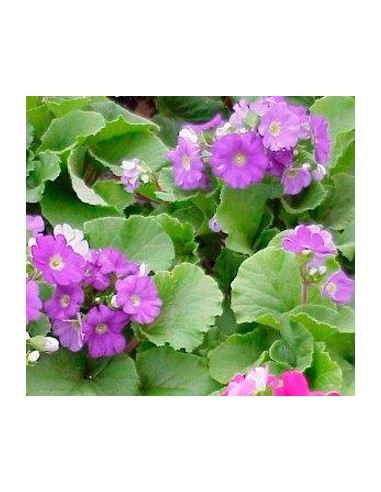 Achetez primula obconica à partir de 4,85€ chez Germigarden