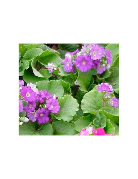 Comprar primula obconica desde 4,95€ en Germigarden