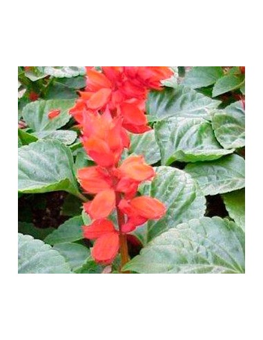 Salvia roja por 1,80€ en Germigarden