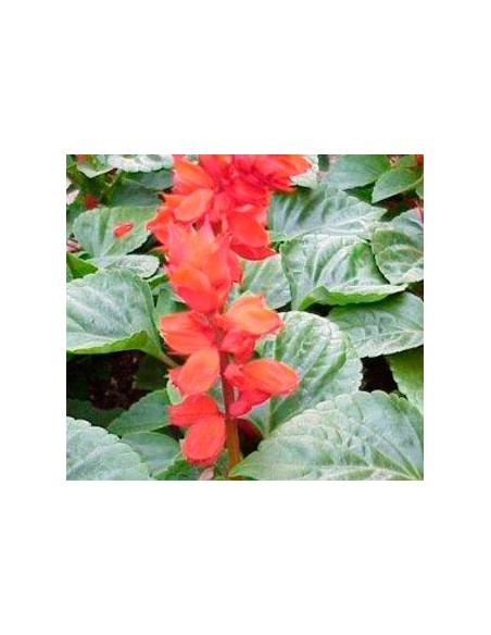 Salvia roja por 1,80€ en Germigarden