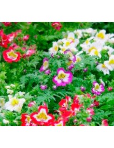 Schizanthus (test 14 cm ø) 2