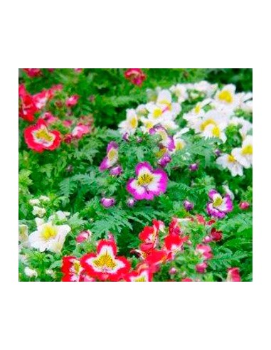 Fausse orchidée ou schizanthus à 5,25€ chez Germigarden