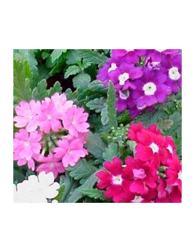 Verveine hybride à partir de 2€ chez Germigarden