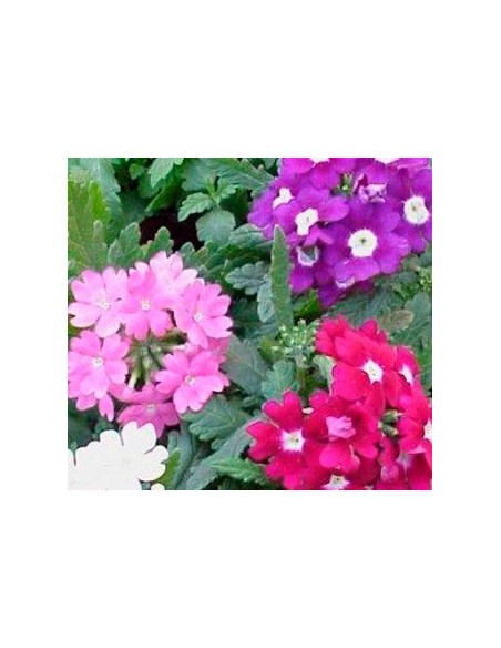 Verbena hibrida desde 2€ en Germigarden