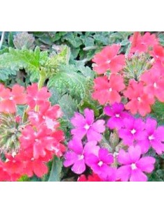 Verbena Repens 2