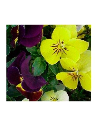 Violeta desde 1,75€ en Germigarden