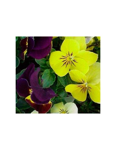 Violette à partir de 1,75€ chez Germigarden