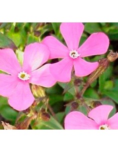 Comprar silene por 1,95€ en Germigarden 2