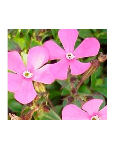 Silene
