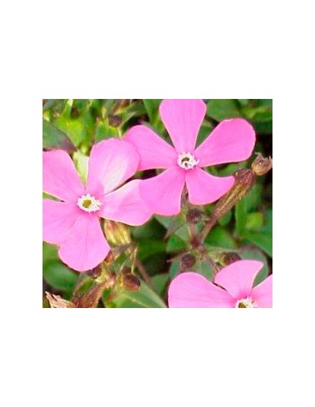 Silene