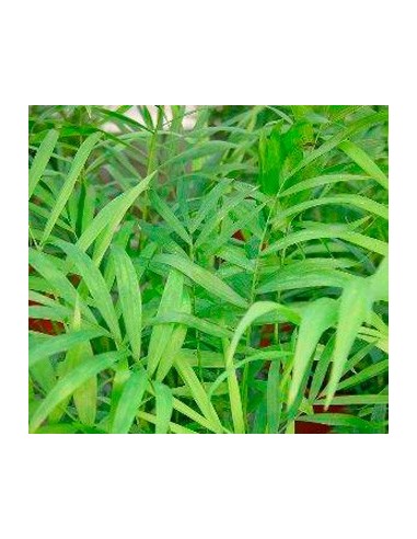 Comprar Chamaedorea em Germigarden por € 2,45