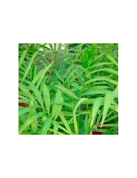 Comprar chamadorea en Germigarden desde 2,45€