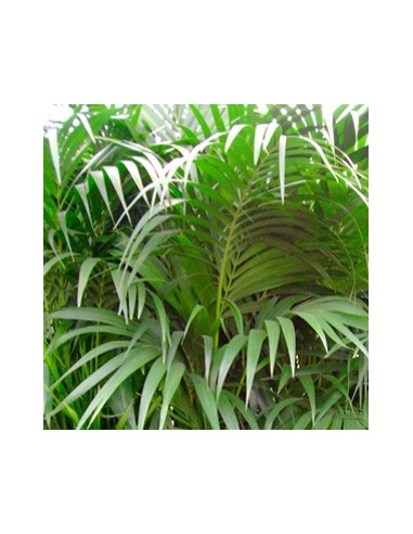 Compre kentia em Germigarden por € 49,90
