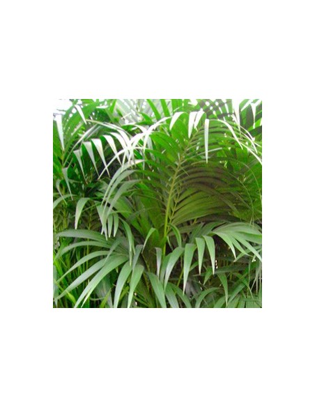 Compre kentia em Germigarden por € 49,90