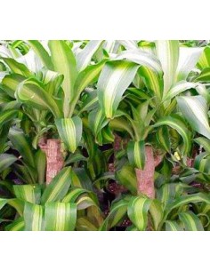 Comprar tronco del brasil desde 10,95€ en Germigarden 2