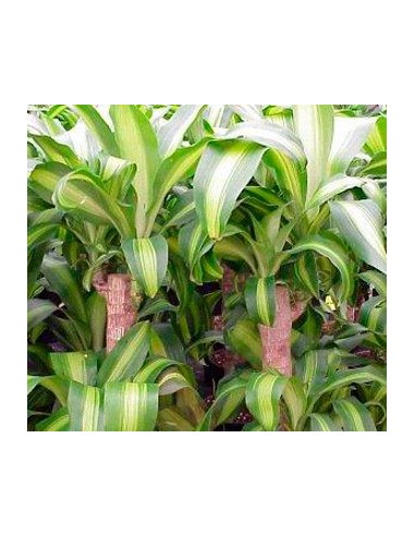 Dracena