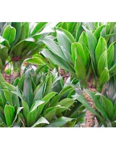 Dracena Compacta 2
