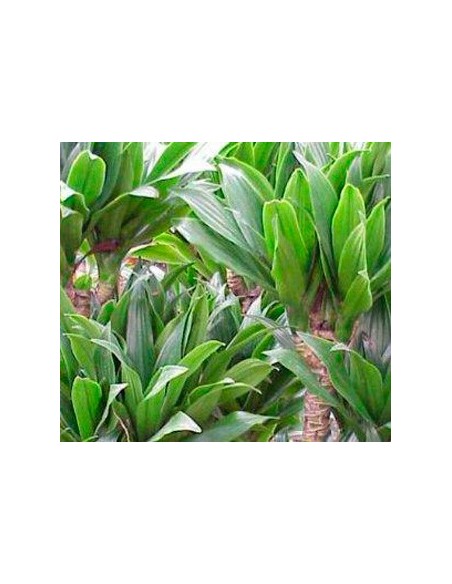 Dracena Compacta