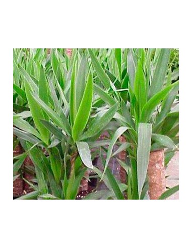 Compre Yucca ou Juca em Germigarden por € 8,90