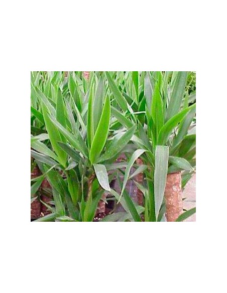 Achetez du yucca chez Germigarden à partir de 8,90 €