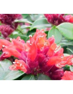 Comprar aeschynantus por 23,90€ en Germigarden 2