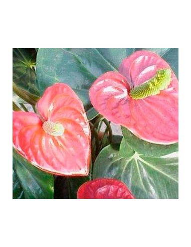 Compre antúrio no Germigarden