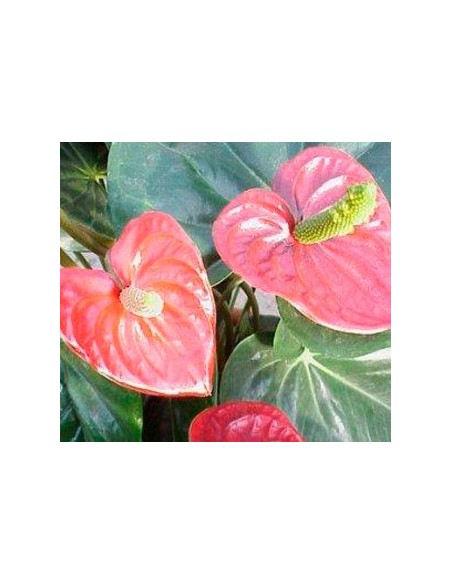 Comprar anturio en Germigarden