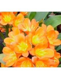Acheter clivia pour 16,95 € - Plantes d'intérieur à Germigarden 2