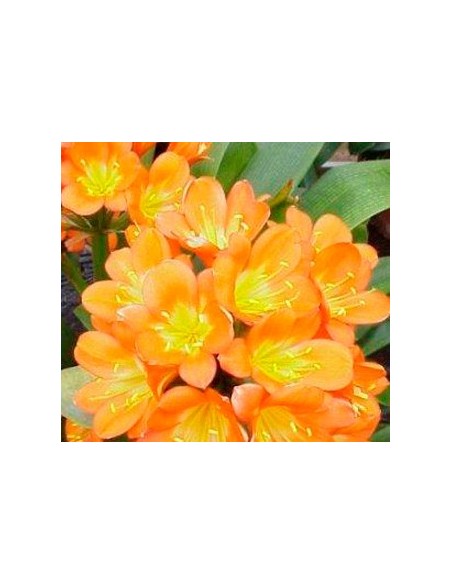 Acheter clivia pour 16,95 € - Plantes d'intérieur à Germigarden