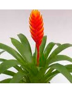 Achetez Vriesea christiane pour 17,25€ chez Germigarden 2