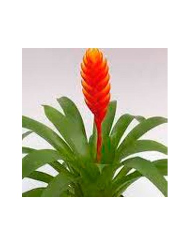 Compre Vriesea Cristiane em Germigarden