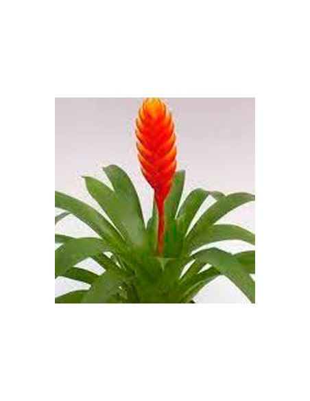 Comprar Vriesea christiane por 17,25€ en Germigarden