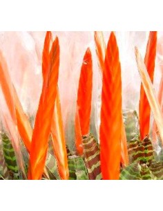 Comprar vriesea splendens por 12,95€ en Germigarden 2