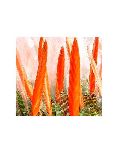 Compre Vriesea splendens