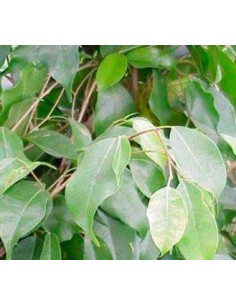 Ficus Benjamina 2