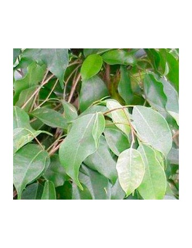 Ficus Benjamina