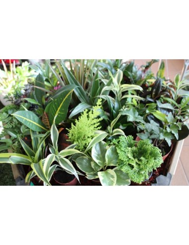 Mini-planta d'interior variada (safata 10 - 18 unitats) (test 8 cm ø)