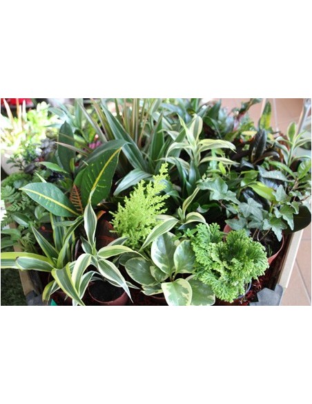 Mini-plantes d'intérieur divers (pot 8 cm ø) (10 - 18 unités)