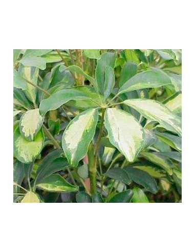 Comprar cheflera varias medidas des de 8,75€ en Germigarden