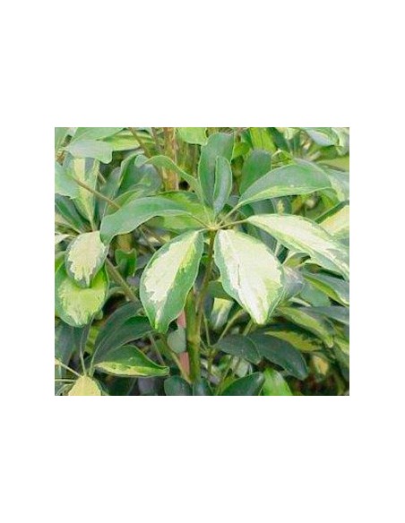 Comprar cheflera varias medidas des de 8,75€ en Germigarden