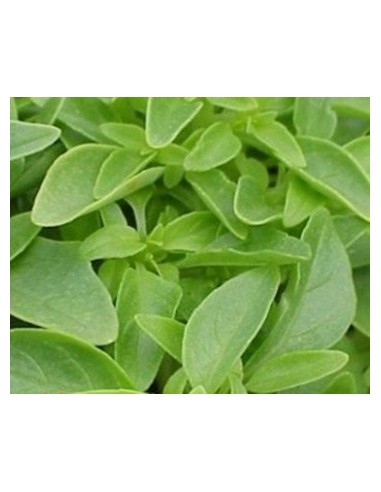 Albahaca antimosquitos por 1,75€ en Germigarden