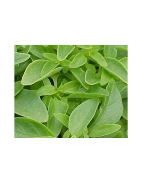 Albahaca antimosquitos por 1,75€ en Germigarden