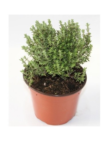 Comprar planta de tomillo desde 1,75€ en Germigarden