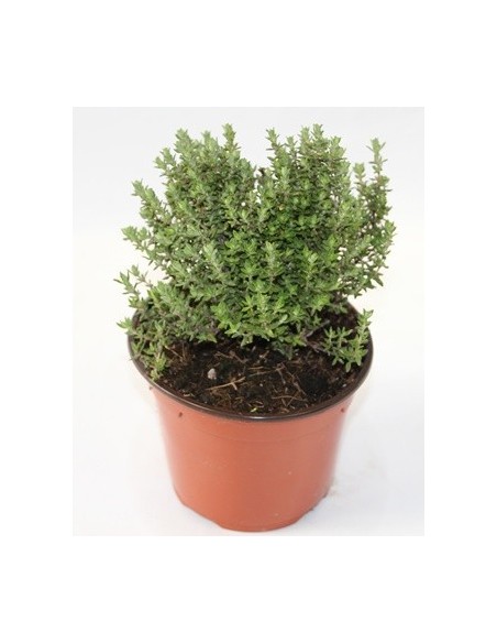 Comprar farigola a Germigarden des de 1,75€