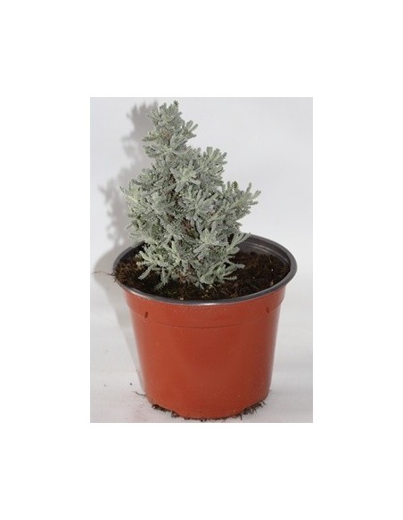 Compre santolina em Germigarden