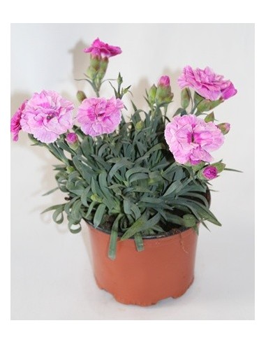 Carnation Ten Nelke pour 2,25 € chez Germigarden